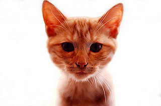 Do You Know Even More Wacky Cat Facts?