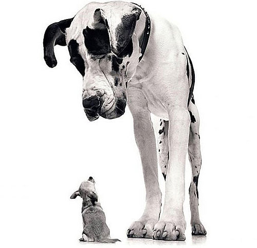 Big Dogs or Small Dogs?