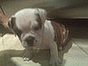 New Puppy Alert! Pete Wentz and Ashlee Simpson-Wentz