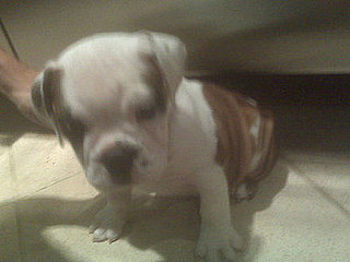 New Puppy Alert! Pete Wentz and Ashlee Simpson-Wentz
