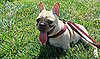 Mythbuster: Droopy Dog Tongues Don't Always Denote Thirst
