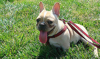 Mythbuster: Droopy Dog Tongues Don't Always Denote Thirst