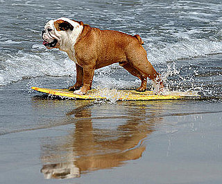 Surf's Up, Dogs!