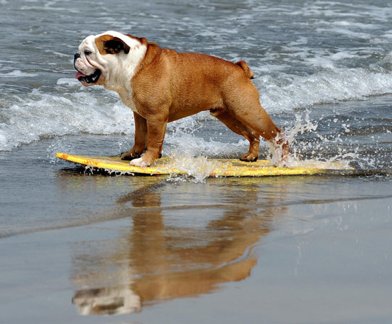 Surf's Up, Dogs! Surf's Up, Dogs!