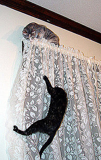 Do Tell: Is Your Cat a Climber?
