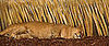 Five Fun Zoo Cams to Keep You Occupied!
