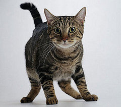 Are Your Pets Scared of Fireworks? Are Your Pets Scared of Fireworks?