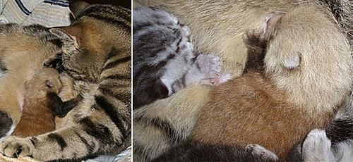 The Scoop: Generous Cat Adopts Abandoned Red Panda Babe!