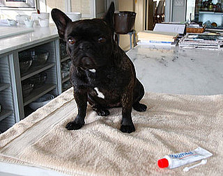 Celeb Tip: Martha Stewart Uses Traumeel on Frenchies