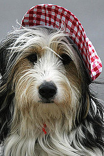 J'Aime Les Chiens . . . Do You Love Dogs, Too?