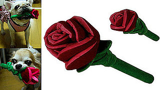 Give a Dog a Rose?
