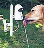 Hydrate Fido With WaterDog