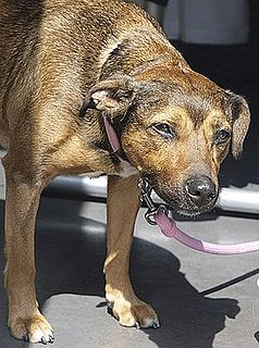 More Pics of Lily in London With Her Staffie Mix