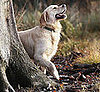 Dog Days of Summer: What Is Lyme Disease Anyway?