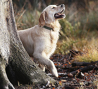 Dog Days of Summer: What Is Lyme Disease Anyway?