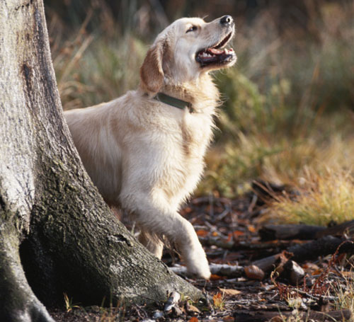 Dog Days of Summer: What Is Lyme Disease Anyway?