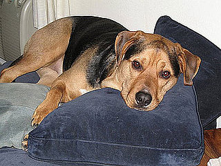True Tails: My Dog Has Lyme Disease!