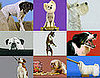 Greatest American Dog: Which Dog Expression Was Best?