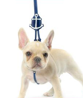 Guardian Anchor Step-In Harness Guardian Anchor Step-In Harness