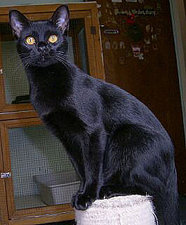 Guess What Breed?