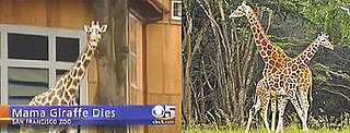 The Scoop: Pregnant Giraffe Dies at San Francisco Zoo!