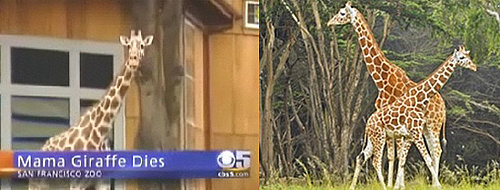 The Scoop: Pregnant Giraffe Dies at San Francisco Zoo!