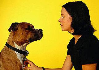Dog Days of Summer: Do You Know the Danger of Mosquitoes?