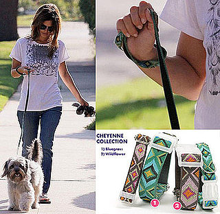 Found! Thurman Murman Gets a New Leash on Life