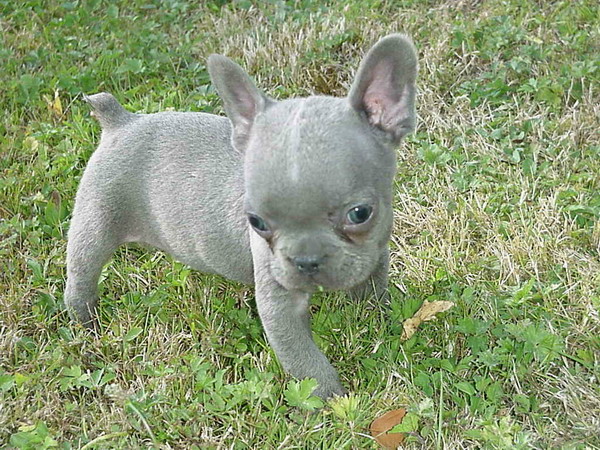 Rare Blue French Bulldogs Rare Blue French Bulldogs