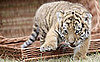 The Scoop: Baby Tiger Antares Is a Cutie!