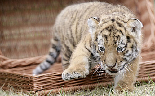 The Scoop: Baby Tiger Antares Is a Cutie!