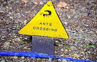 I Need Your Help . . . Ant Invasion!