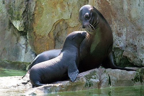 Guess What Animal?