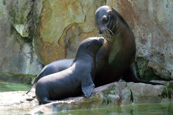 Guess What Animal? Guess What Animal?
