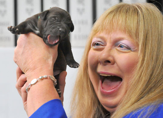 Bernann McKinney and Five Commercially Cloned Puppies of her Late Pit Bull, Booger Make Their Debut in Korea Bernann McKinney and Five Commercially Cloned Puppies of her Late Pit Bull, Booger Make Their Debut in Korea