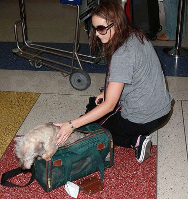 Found! Leighton Meester's Doggie Bag