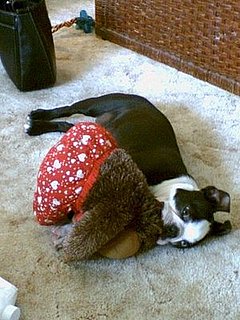 Do Tell: Do Your Dogs Nurse?