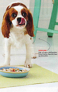 Turkey Pot Hold-the-Pie – A Delish Dish For Dogs