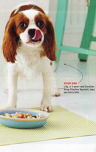 Turkey Pot Hold-the-Pie – A Delish Dish For Dogs