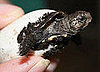 The Scoop: Endangered Chinese Box Turtle Born in Bristol