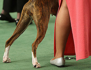 Guess What Breed?