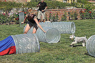 Greatest American Dog: Brandy Tells All to PetSugar!