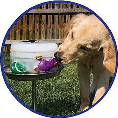 Want to Treat Your Dog Like a Zoo Animal?