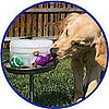 Want to Treat Your Dog Like a Zoo Animal?