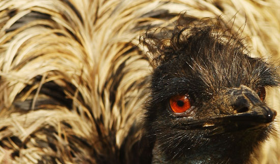 Guess What Bird?