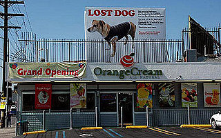 Dov Charney Loses Dog (Maybe): In the LINK of an Eye!