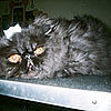 I Need Your Help . . . Discuss Pros and Cons of Microchipping