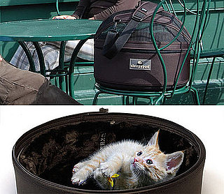 Win a Sleepypod Carrier Kit for Your Kitty!