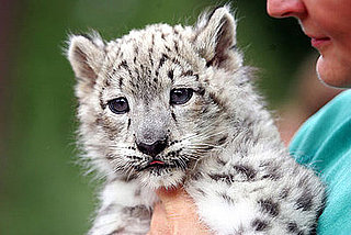 The Scoop: Meet Emba, a Baby Snow Leopard!