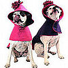 PetSugar Street Team: Turn Your Pillow Into a Dog Bed!